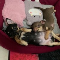 Chihuahua, Köpek  Poyraz fotoğrafı