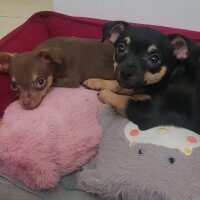 Chihuahua, Köpek  Poyraz fotoğrafı