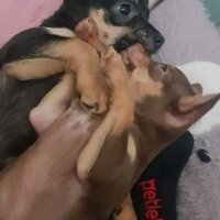 Chihuahua, Köpek  Poyraz fotoğrafı