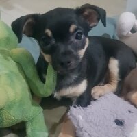 Chihuahua, Köpek  Poyraz fotoğrafı