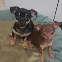 Chihuahua, Köpek  Poyraz fotoğrafı