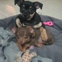 Chihuahua, Köpek  Poyraz fotoğrafı