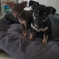 Chihuahua, Köpek  Poyraz fotoğrafı