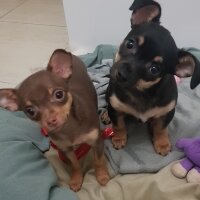 Chihuahua, Köpek  Poyraz fotoğrafı