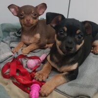 Chihuahua, Köpek  Poyraz fotoğrafı