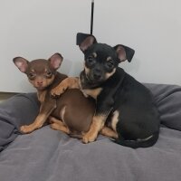 Chihuahua, Köpek  Poyraz fotoğrafı