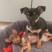 Chihuahua, Köpek  Poyraz fotoğrafı