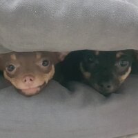 Chihuahua, Köpek  Poyraz fotoğrafı