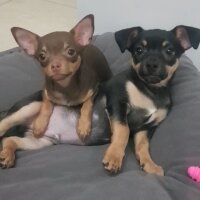 Chihuahua, Köpek  Poyraz fotoğrafı