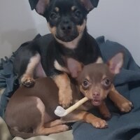 Chihuahua, Köpek  Poyraz fotoğrafı