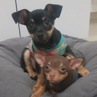 Chihuahua, Köpek  Poyraz fotoğrafı