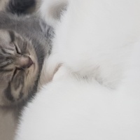 Scottish Fold, Kedi  Uranüs ve venüs fotoğrafı