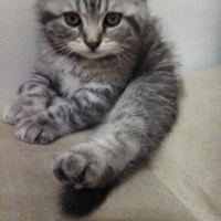 Scottish Fold, Kedi  Uranüs ve venüs fotoğrafı