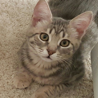 Tekir Kedi, Kedi  Rüya fotoğrafı