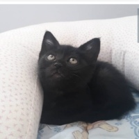 Bombay, Kedi  Prenses fotoğrafı