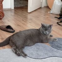 British Shorthair, Kedi  Gümüş fotoğrafı