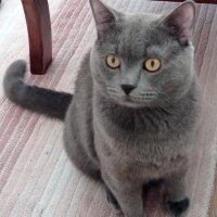 British Shorthair, Kedi  Gümüş fotoğrafı