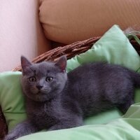 British Shorthair, Kedi  Gümüş fotoğrafı