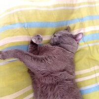 British Shorthair, Kedi  Gümüş fotoğrafı