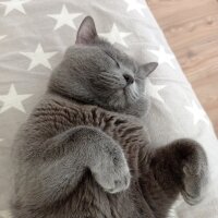 British Shorthair, Kedi  Gümüş fotoğrafı