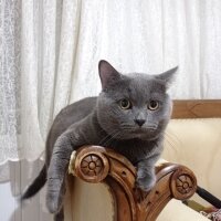 British Shorthair, Kedi  Gümüş fotoğrafı