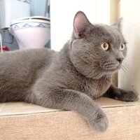 British Shorthair, Kedi  Gümüş fotoğrafı