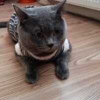 British Shorthair, Kedi  Gümüş fotoğrafı