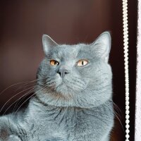 British Shorthair, Kedi  Gümüş fotoğrafı