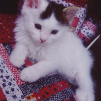 Tekir Kedi, Kedi  Kovu fotoğrafı