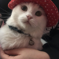 Tekir Kedi, Kedi  Kovu fotoğrafı