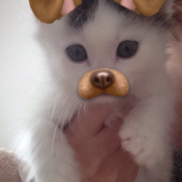 Tekir Kedi, Kedi  Kovu fotoğrafı