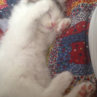 Tekir Kedi, Kedi  Kovu fotoğrafı