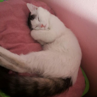 Tekir Kedi, Kedi  Kovu fotoğrafı