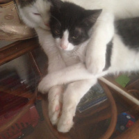 Tekir Kedi, Kedi  Kovu fotoğrafı