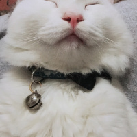 Tekir Kedi, Kedi  Kovu fotoğrafı