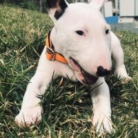 Bull Terrier, Köpek  Patron fotoğrafı