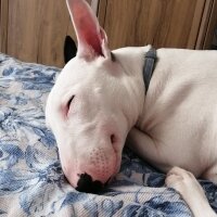 Bull Terrier, Köpek  Patron fotoğrafı