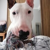 Bull Terrier, Köpek  Patron fotoğrafı