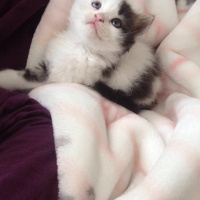 Tekir Kedi, Kedi  Maya fotoğrafı