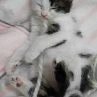 Tekir Kedi, Kedi  Maya fotoğrafı