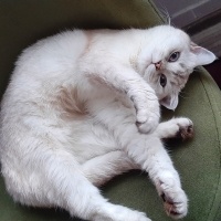 British Shorthair, Kedi  Venüs fotoğrafı