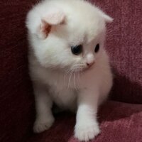 British Shorthair, Kedi  sahiplendirme yavru fotoğrafı