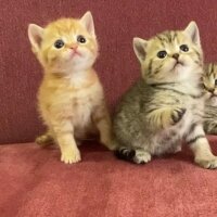 British Shorthair, Kedi  sahiplendirme yavru fotoğrafı