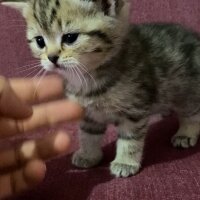 British Shorthair, Kedi  sahiplendirme yavru fotoğrafı