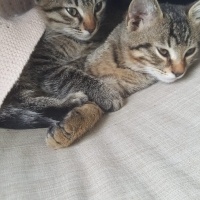 Tekir Kedi, Kedi  Zeytin - fındık fotoğrafı