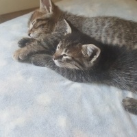 Tekir Kedi, Kedi  Zeytin - fındık fotoğrafı