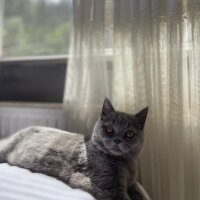 British Shorthair, Kedi  Gomis fotoğrafı