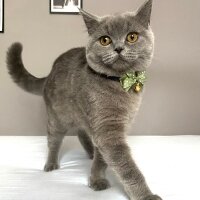 British Shorthair, Kedi  Gomis fotoğrafı