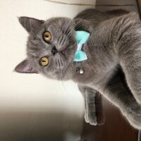 British Shorthair, Kedi  Gomis fotoğrafı