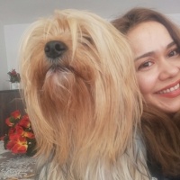 Yorkshire Terrier, Köpek  Tarçın fotoğrafı